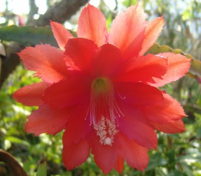 Epiphyllum Rote Feder.JPG