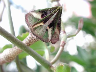 Ceropegia nilotica 001.jpg