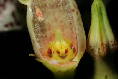 Ceropegia nilotica 016.JPG