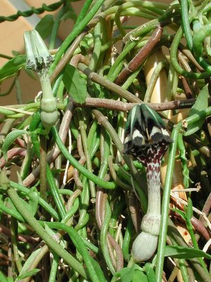 Ceropegia grandis Blüte3.jpg