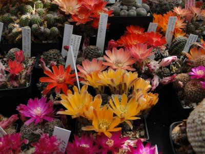 Rebutia spec. 2011 Mai19.jpg