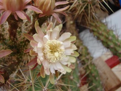 K640_Peniocereus oaxacensis 72.JPG