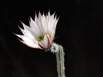 Echinocereus poselgeri 2011 Mai19-1.jpg