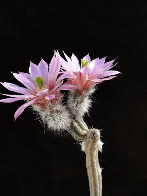 Echinocereus poselgeri SB852 2011 Mai23-4.jpg