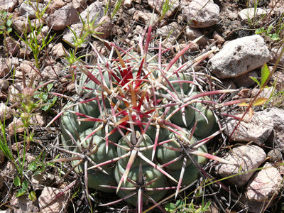 248 P1020086 Thelocactus heterochromus.jpg