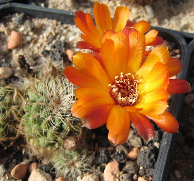 Sulcorebutia tarabucoensis ssp. hertusii aff. HS125a