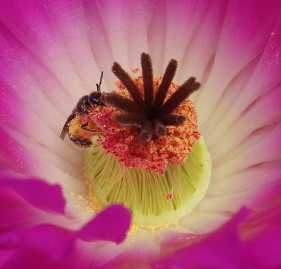 0521_Echinocer_pectinatus_var_rubispinus_LAU 88_Pollen-Räuber_1158.jpg