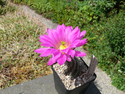 256 P1060949 Echinocereus palmeri Cumbres de Majalca, Chih..jpg