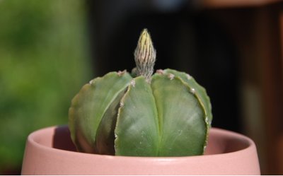 Astrophytum_myrostigma_nudum.jpg