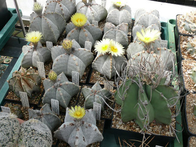 311 P1070035 verschiedene Astrophytum myriostigma.jpg