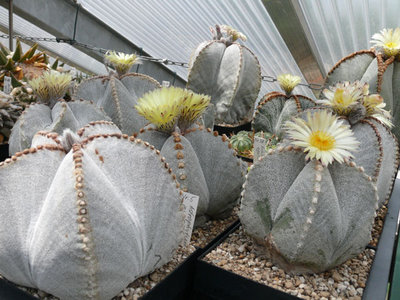 308 P1070033 verschiedene Astrophytum myriostigma.jpg