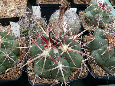 320 P1070066 Thelocactus heterochromus.jpg