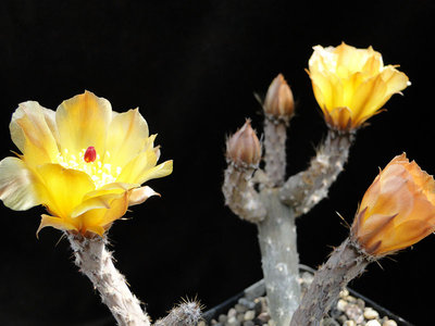 Pterocactus tuberosus (Pt. decipiens) 2011 Juno13-2.jpg