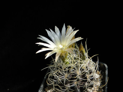 Eriosyce taltalensis ssp. pilispina FK772  2011 Juno11-2.jpg