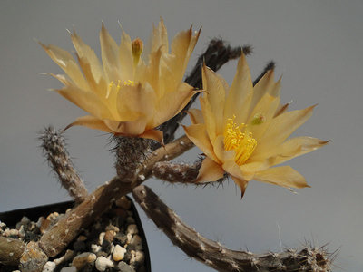 Pterocactus tuberosus (P. kunzei) 2011 Juno18-3.jpg