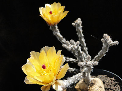 Pterocactus tuberosus HPT 2011 Juno21-1.jpg