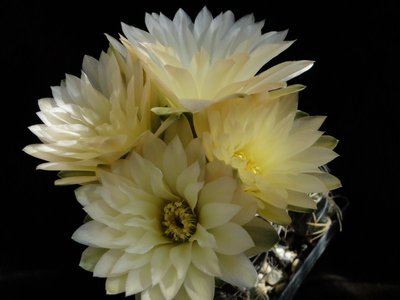 Gymnocalycium uruguayense 2011 Mai21-2_renamed_11067.jpg