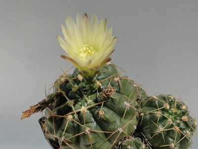 Gymnocalycium uruguayense G698 2011 Juli05-2.jpg