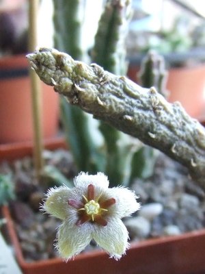 stapelia_erectiflora_bluete.jpg