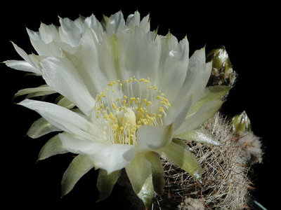 Lobivia haematantha v. densispina albiflora 2011 Juno21-3.jpg