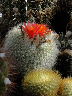 Notocactus haselbergii 2011 Mai21.jpg