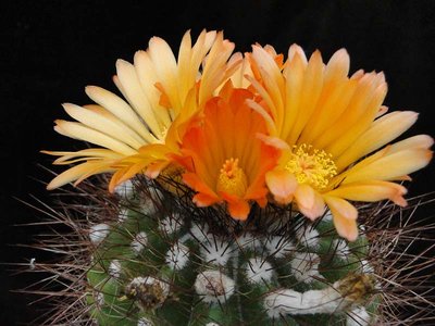 Notocactus horstii 2011 Juli09.jpg