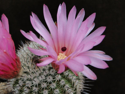 Notocactus roseiflorus 2011 Juno21-2.jpg