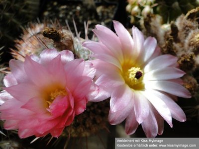 Notocactus rutilans 2010 06 16 031_klein.jpg