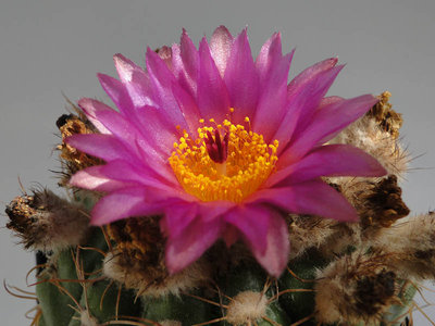 Notocactus uebelmannianus 2011 Mai28-1.jpg