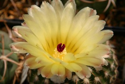 Notocactus vilanovensis