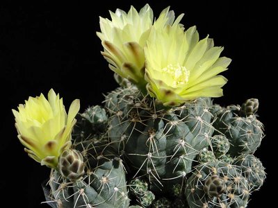 Gymnocalycium andreae 2011 Juno04-1.jpg