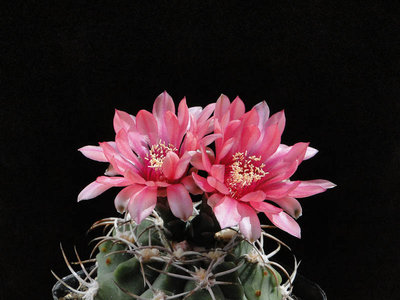 Gymnocalycium nigriareolatum v. carmineum 2011 Juli19-2.jpg