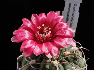 Gymnocalycium carminanthum 2011 Juno21.jpg