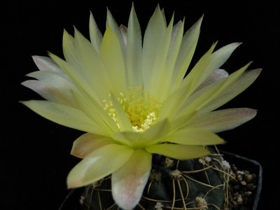 Gymnocalycium netrelianum 2011 Mai26-2.jpg