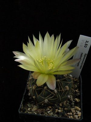 Gymnocalycium netrelianum 2011 Mai26.jpg