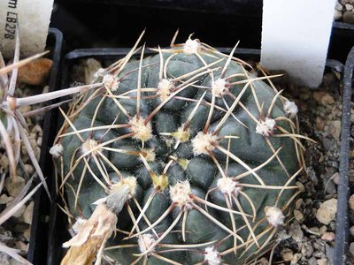 Gymnocalycium netrelianum 2011 Juli23.jpg