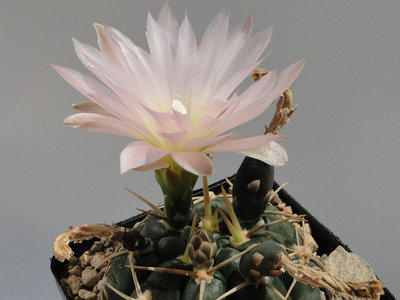 Gymnocalycium uruguayense f. roseiflorum 2011 Juli05-2.jpg