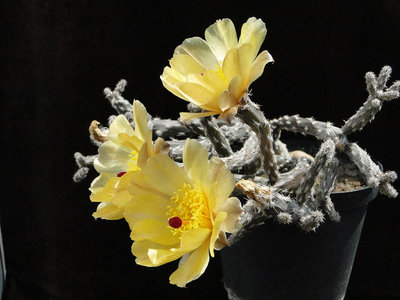 Pterocactus tuberosus HPT 2011 Juli19-5.jpg