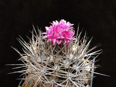 Eriosyce taltalensis v. pygmaea FK765 2011 Mai30-1 (600 x 450).jpg