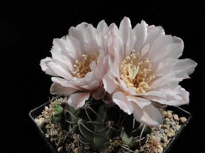 Gymnocalycium ritterianum P219 2011 Juno28-1.jpg