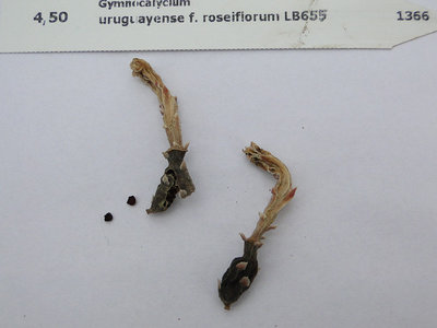 Gymnocalycium uruguayense f.roseiflorum LB655 2011 Juli24.jpg