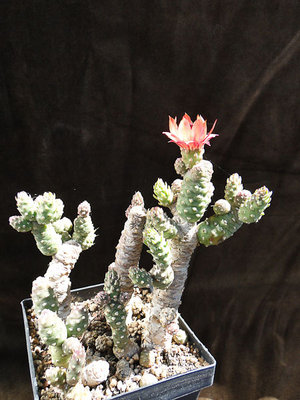 Austrocylindropuntia verschaffeltii 2011 Juli26.jpg