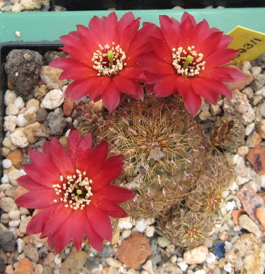 Sulcorebutia pasopayana WR593