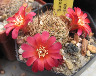 Sulcorebutia breviflora ssp.laui L314