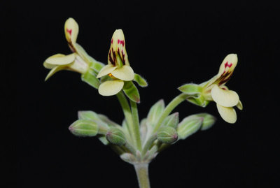 Pelargonium luteolum 02.jpg