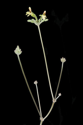 Pelargonium luteolum 01.jpg