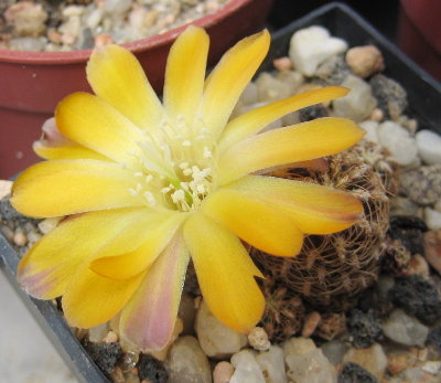 Sulcorebutia camargoensis HJ843