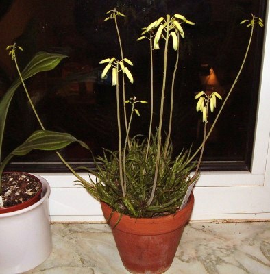 Aloe bakeri (4).jpg