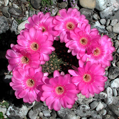 Echinopsis cardenasiana.JPG