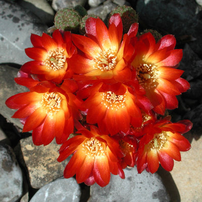 Sulcorebutia L395.JPG